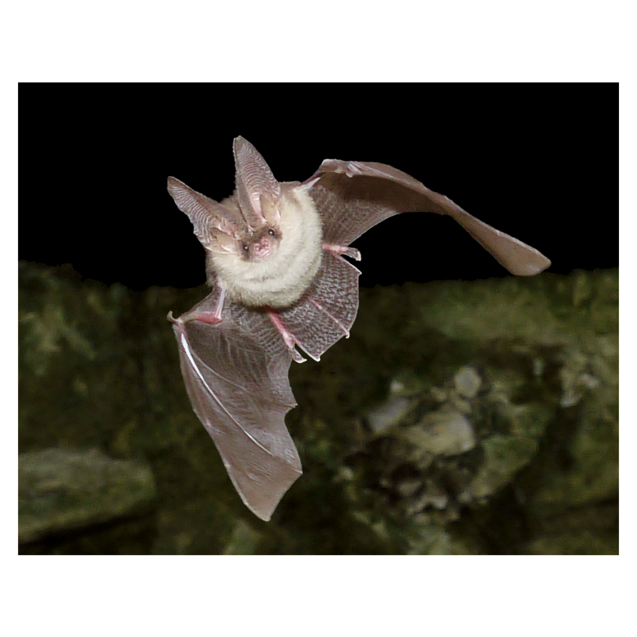 3D Magnet Bat 7x9 cm