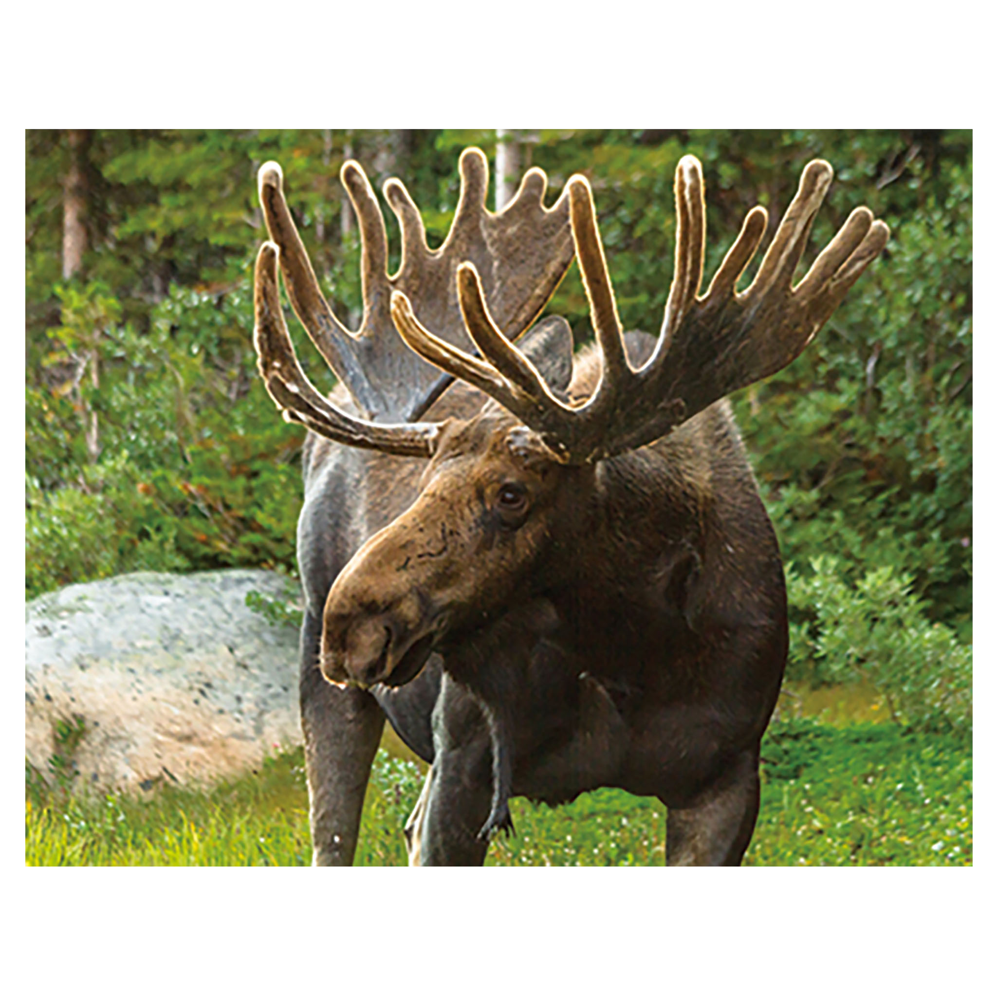 3D Magnet Moose 7x9 cm