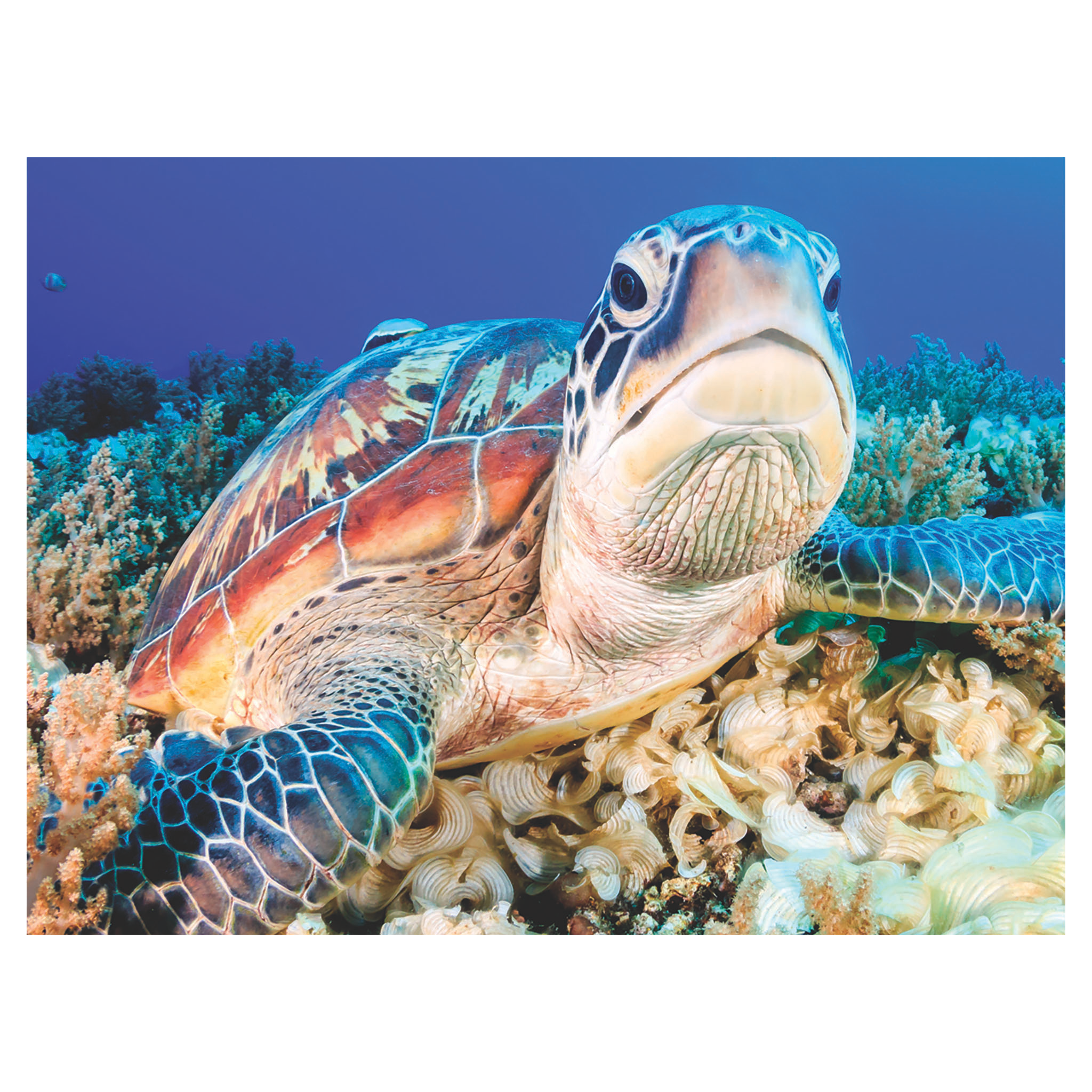 3D Puzzle Sea turtle 63 pcs 23x31 cm