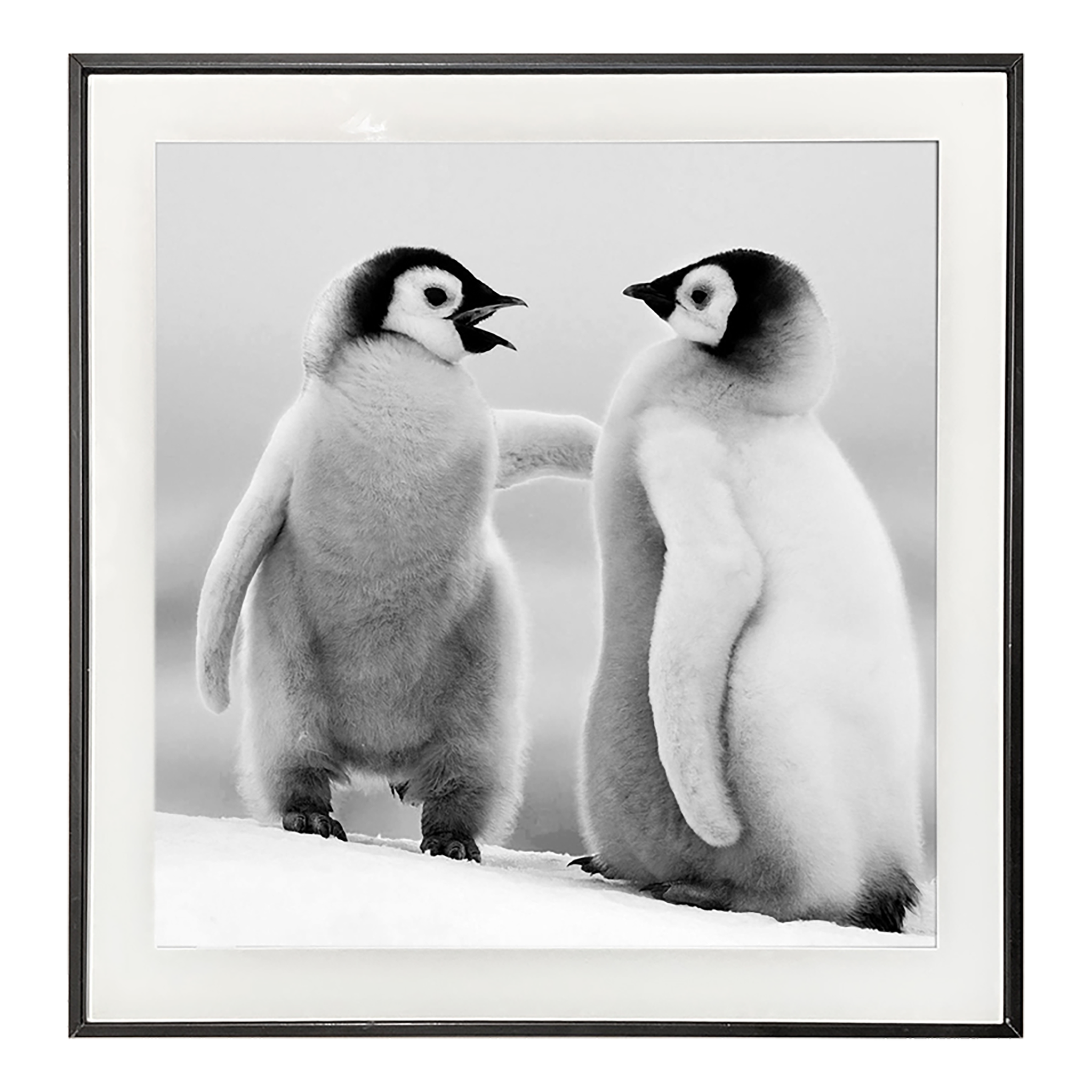 Photo BW Penguins 30x30 cm