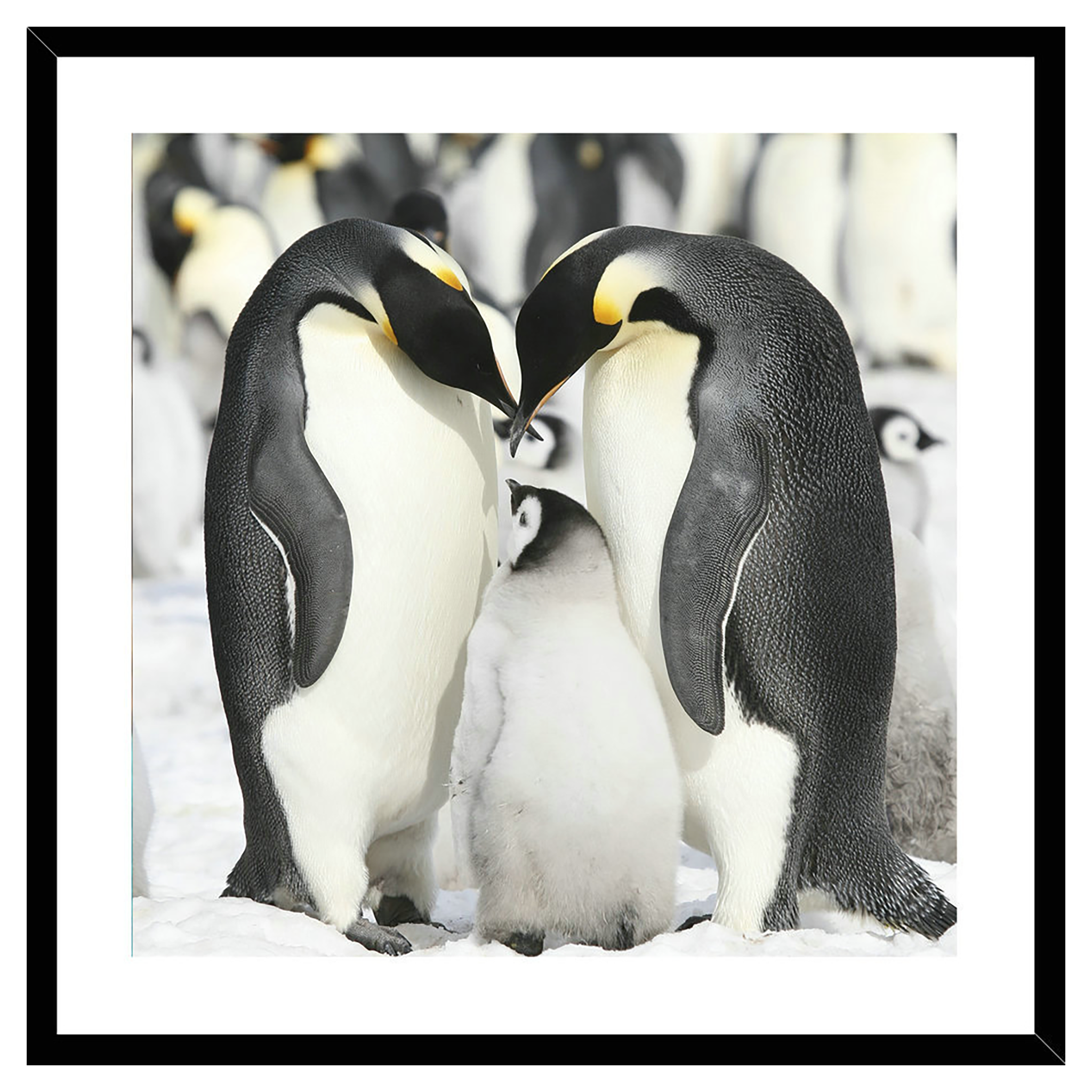 Photo Colour Penguin 30x30 cm